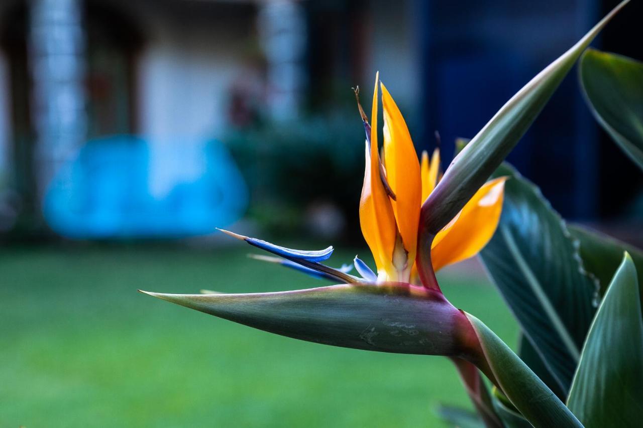 Colibri Turquesa Hotell Tepoztlán Exteriör bild