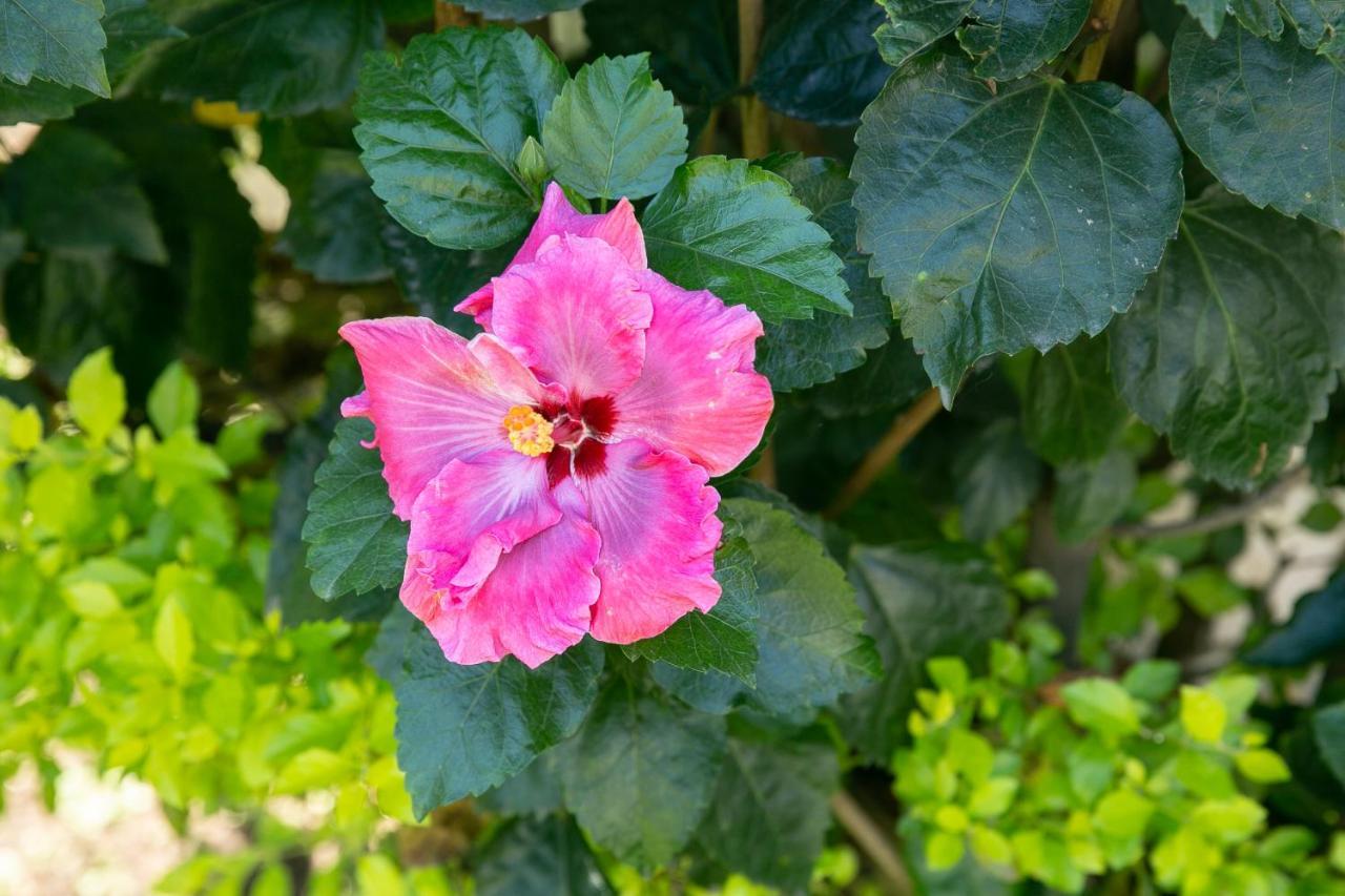 Colibri Turquesa Hotell Tepoztlán Exteriör bild